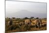 Elephants and Mt Kilimanjaro, Amboseli, Kenya, Africa-Kymri Wilt-Mounted Photographic Print