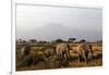 Elephants and Mt Kilimanjaro, Amboseli, Kenya, Africa-Kymri Wilt-Framed Photographic Print