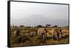 Elephants and Mt Kilimanjaro, Amboseli, Kenya, Africa-Kymri Wilt-Framed Stretched Canvas