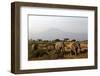 Elephants and Mt Kilimanjaro, Amboseli, Kenya, Africa-Kymri Wilt-Framed Photographic Print