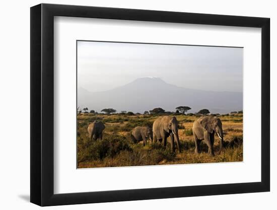 Elephants and Mt Kilimanjaro, Amboseli, Kenya, Africa-Kymri Wilt-Framed Photographic Print