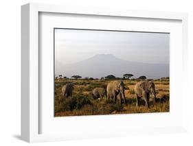 Elephants and Mt Kilimanjaro, Amboseli, Kenya, Africa-Kymri Wilt-Framed Photographic Print