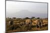 Elephants and Mt Kilimanjaro, Amboseli, Kenya, Africa-Kymri Wilt-Mounted Photographic Print
