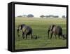 Elephants and their Young, Chobe National Park, Botswana, Africa-Peter Groenendijk-Framed Stretched Canvas