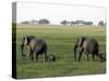 Elephants and their Young, Chobe National Park, Botswana, Africa-Peter Groenendijk-Stretched Canvas