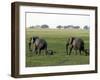 Elephants and their Young, Chobe National Park, Botswana, Africa-Peter Groenendijk-Framed Photographic Print