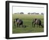 Elephants and their Young, Chobe National Park, Botswana, Africa-Peter Groenendijk-Framed Photographic Print