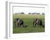 Elephants and their Young, Chobe National Park, Botswana, Africa-Peter Groenendijk-Framed Photographic Print