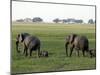 Elephants and their Young, Chobe National Park, Botswana, Africa-Peter Groenendijk-Mounted Photographic Print