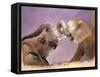 Elephants at Play, 2001-Odile Kidd-Framed Stretched Canvas