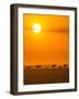 Elephants at Sunset-Ted Taylor-Framed Photographic Print