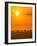 Elephants at Sunset-Ted Taylor-Framed Photographic Print