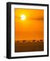 Elephants at Sunset-Ted Taylor-Framed Photographic Print