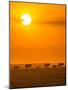 Elephants at Sunset-Ted Taylor-Mounted Photographic Print