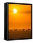 Elephants at Sunset-Ted Taylor-Framed Stretched Canvas