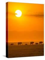 Elephants at Sunset-Ted Taylor-Stretched Canvas