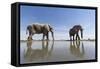 Elephants at Water Hole, Botswana-Paul Souders-Framed Stretched Canvas