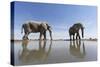 Elephants at Water Hole, Botswana-Paul Souders-Stretched Canvas