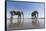 Elephants at Water Hole, Botswana-Paul Souders-Framed Stretched Canvas