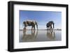 Elephants at Water Hole, Botswana-Paul Souders-Framed Photographic Print