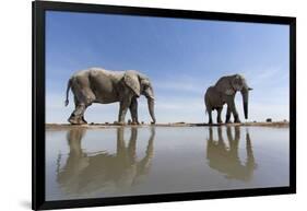 Elephants at Water Hole, Botswana-Paul Souders-Framed Photographic Print