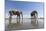 Elephants at Water Hole, Botswana-Paul Souders-Mounted Photographic Print