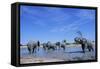 Elephants at Water Hole-Paul Souders-Framed Stretched Canvas