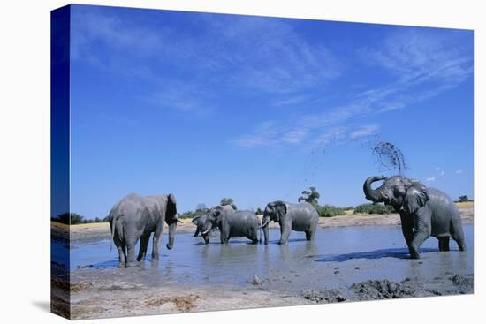 Elephants at Water Hole-Paul Souders-Stretched Canvas