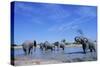 Elephants at Water Hole-Paul Souders-Stretched Canvas