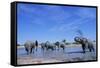 Elephants at Water Hole-Paul Souders-Framed Stretched Canvas