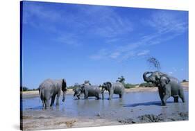 Elephants at Water Hole-Paul Souders-Stretched Canvas