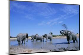 Elephants at Water Hole-Paul Souders-Mounted Photographic Print