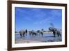 Elephants at Water Hole-Paul Souders-Framed Photographic Print