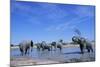 Elephants at Water Hole-Paul Souders-Mounted Photographic Print