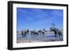 Elephants at Water Hole-Paul Souders-Framed Photographic Print