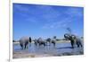 Elephants at Water Hole-Paul Souders-Framed Photographic Print