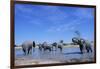 Elephants at Water Hole-Paul Souders-Framed Photographic Print