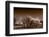 Elephants at watering hole. Camelthorn Lodge. Hwange National Park. Zimbabwe.-Tom Norring-Framed Photographic Print