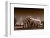 Elephants at watering hole. Camelthorn Lodge. Hwange National Park. Zimbabwe.-Tom Norring-Framed Photographic Print