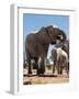 Elephants at watering hole. Camelthorn Lodge. Hwange National Park. Zimbabwe.-Tom Norring-Framed Photographic Print