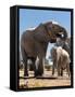 Elephants at watering hole. Camelthorn Lodge. Hwange National Park. Zimbabwe.-Tom Norring-Framed Stretched Canvas