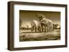 Elephants at watering hole. Camelthorn Lodge. Hwange National Park. Zimbabwe.-Tom Norring-Framed Photographic Print