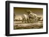 Elephants at watering hole. Camelthorn Lodge. Hwange National Park. Zimbabwe.-Tom Norring-Framed Photographic Print