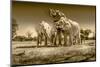 Elephants at watering hole. Camelthorn Lodge. Hwange National Park. Zimbabwe.-Tom Norring-Mounted Photographic Print