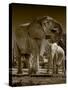 Elephants at watering hole. Camelthorn Lodge. Hwange National Park. Zimbabwe.-Tom Norring-Stretched Canvas