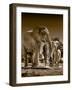 Elephants at watering hole. Camelthorn Lodge. Hwange National Park. Zimbabwe.-Tom Norring-Framed Photographic Print