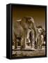 Elephants at watering hole. Camelthorn Lodge. Hwange National Park. Zimbabwe.-Tom Norring-Framed Stretched Canvas