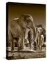 Elephants at watering hole. Camelthorn Lodge. Hwange National Park. Zimbabwe.-Tom Norring-Stretched Canvas