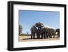 Elephants at watering hole. Camelthorn Lodge. Hwange National Park. Zimbabwe.-Tom Norring-Framed Photographic Print