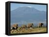 Elephants Backdropped by Mt. Kilimanjaro, Amboseli, Kenya-Karel Prinsloo-Framed Stretched Canvas